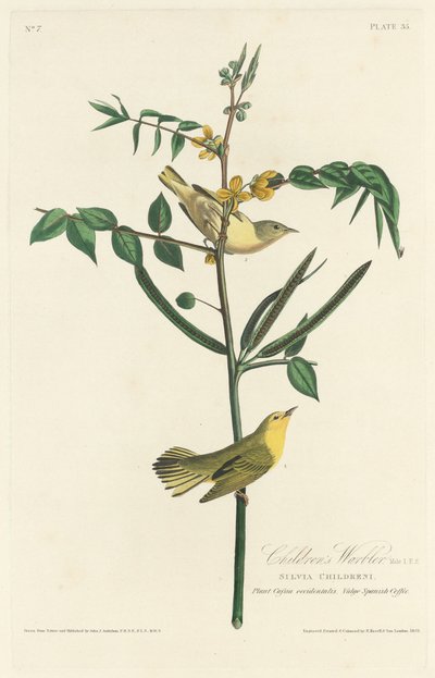 Dětská pěnice, 1828. od Robert Havell
