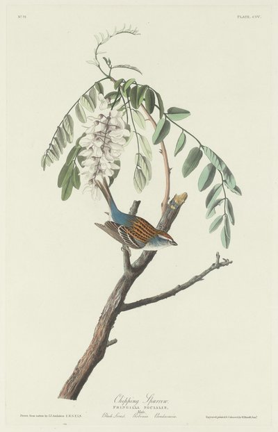 Chipping Sparrow, 1831. od Robert Havell
