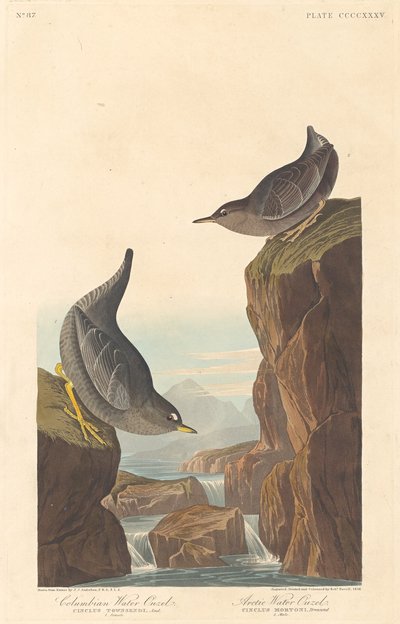 Columbian Water Ouzel a Arctic Water Ouzel, 1838. od Robert Havell