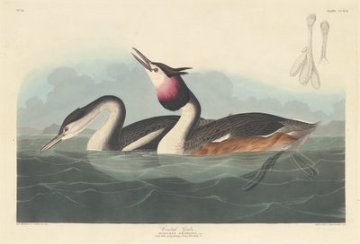 Potápka chocholatá, 1836. od Robert Havell