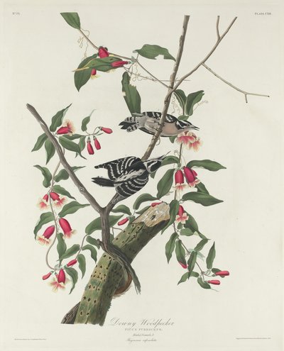 Datel plstnatý, 1831. od Robert Havell