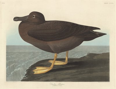 Dusky Albatros, 1838. od Robert Havell