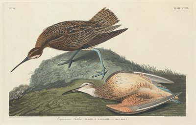 Curlew Eskymáci, 1834. od Robert Havell