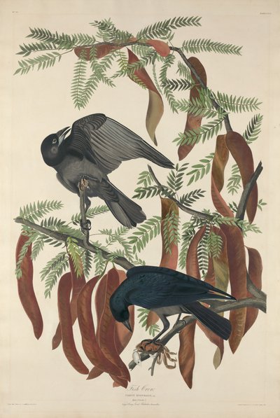 Fish Crow, 1832. od Robert Havell