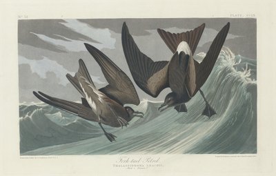Vidlochvostý, 1835. od Robert Havell