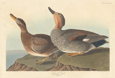 Kachna Gadwall, 1836. od Robert Havell