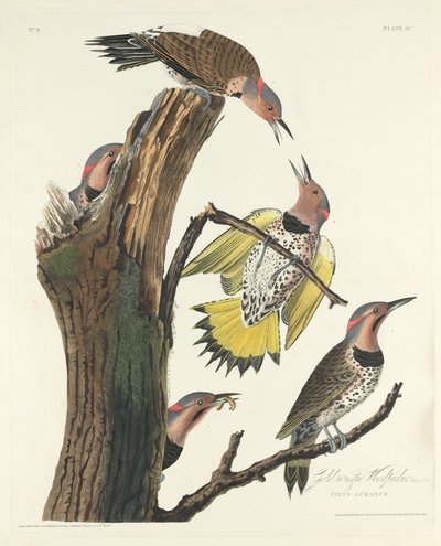 Datel zlatokřídlý, 1828. od Robert Havell