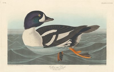 Kachna zlatooká, 1838. od Robert Havell