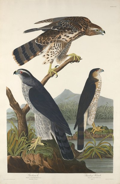 Goshawk a Stanley Hawk, 1832. od Robert Havell
