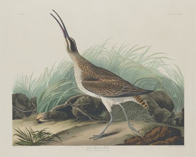 Velký Curlew Eskymáci, 1835. od Robert Havell