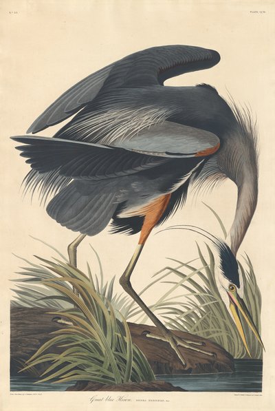Velká modrá volavka, 1834. od Robert Havell
