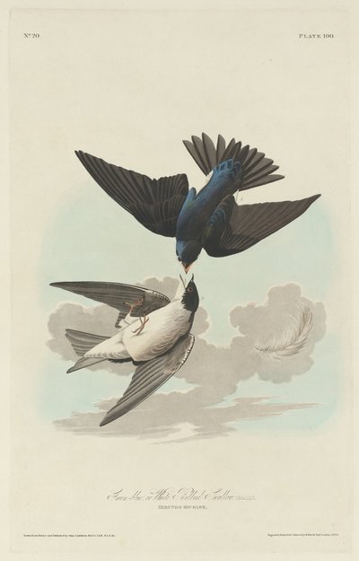Zelenomodrá nebo bělobřichá vlaštovka, 1830. od Robert Havell