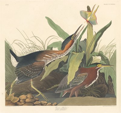 Volavka zelená, 1836. od Robert Havell