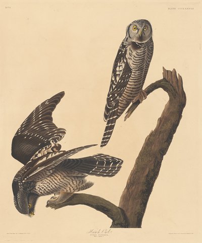 Jestřábí sova, 1837. od Robert Havell