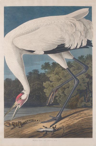 Hooping Crane, 1834. od Robert Havell