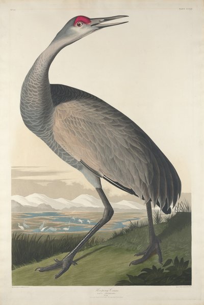 Hooping Crane, 1835. od Robert Havell
