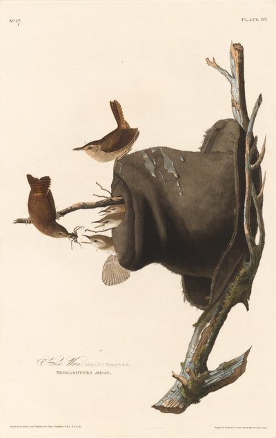 Domácí střízlík, 1830. od Robert Havell