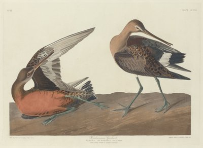 Hudsonian Godwit, 1835. od Robert Havell