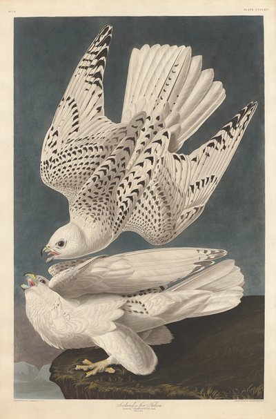 Island nebo Jer Falcon, 1837. od Robert Havell