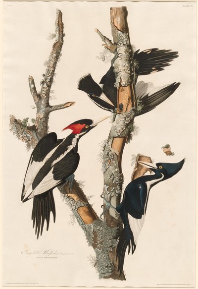 Datel slonovinový, 1829. od Robert Havell