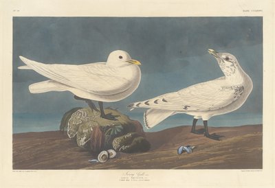 Ivory Racek, 1836. od Robert Havell