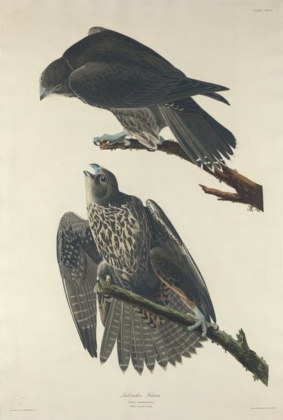 Labrador Falcon, 1834. od Robert Havell