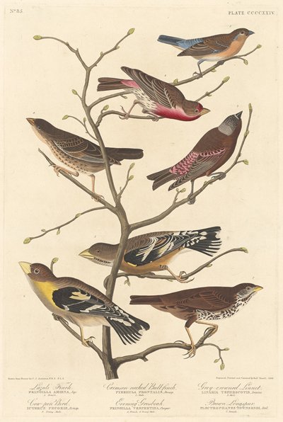 Lazuli Finch, 1838. od Robert Havell