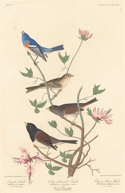 Lazuli Finch, Clay-colored Finch a Oregon Snow Finch, 1837. od Robert Havell