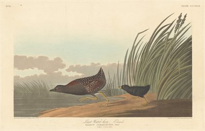 Nejméně vodní slepice, 1836. od Robert Havell