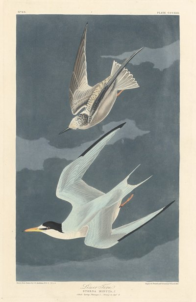 Rybák malý, 1836. od Robert Havell