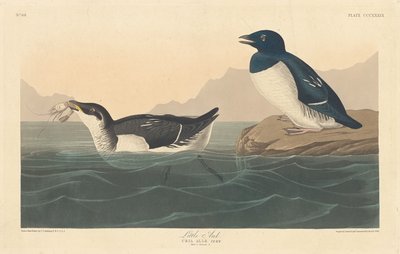 Malý Auk, 1836. od Robert Havell