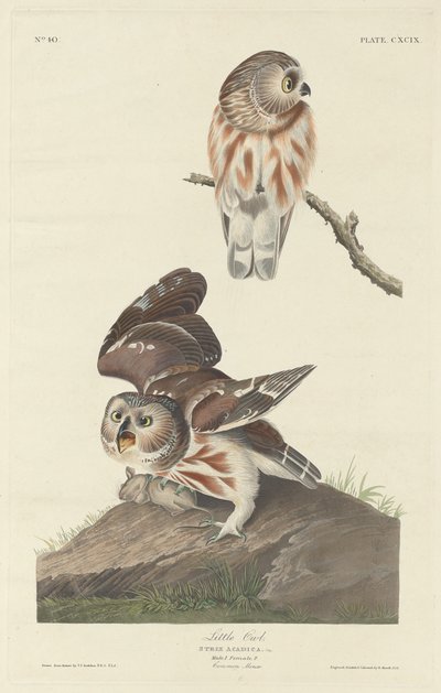 Malá sova, 1834. od Robert Havell