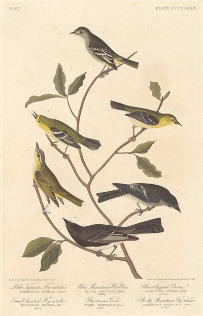 Láček malý tyran, lejsek malohlavý, pěnice modrohorská..., 1838. od Robert Havell
