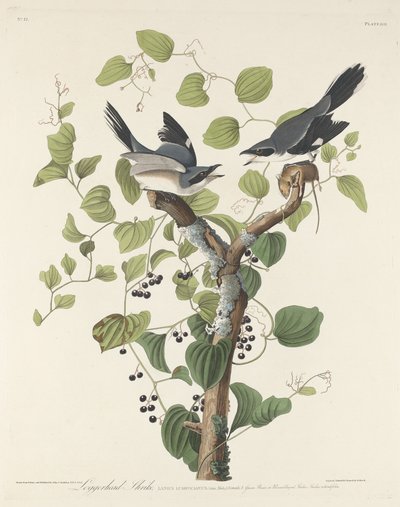 Shrike Loggerhead, 1829. od Robert Havell
