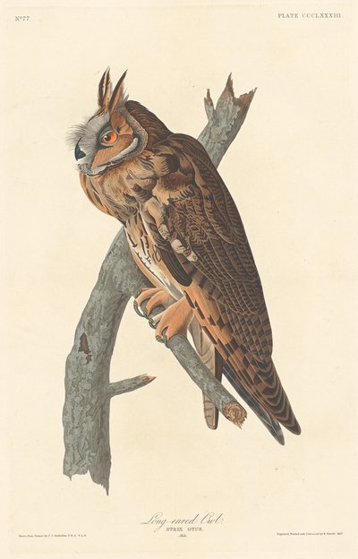 Sova ušatá, 1837. od Robert Havell
