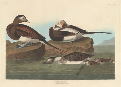 Kachna dlouhoocasá, 1836. od Robert Havell