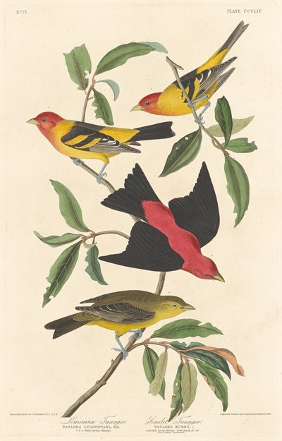 Louisiana Tanager a Scarlet Tanager, 1837. od Robert Havell