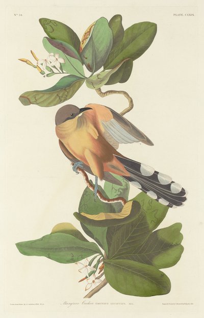 Kukačka mangrovová, 1833. od Robert Havell