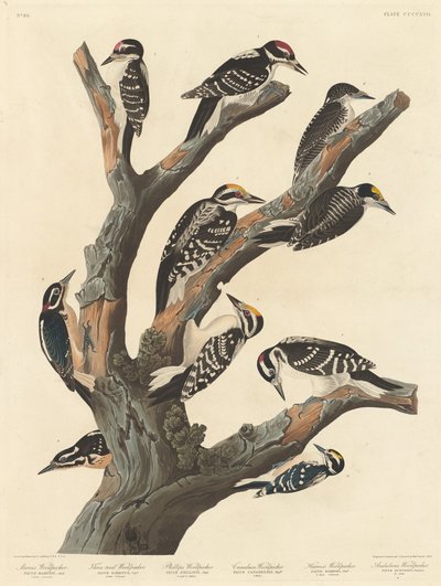 Mariin datel, 1838. od Robert Havell