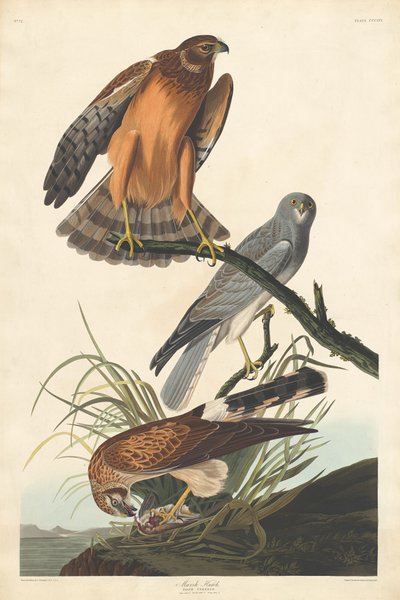 Marsh Hawk, 1837. od Robert Havell