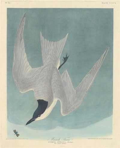 Marsh Tern, 1838. od Robert Havell