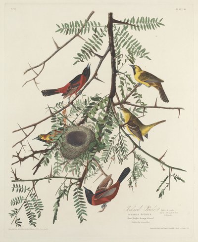 Orchard Oriole, 1828. od Robert Havell