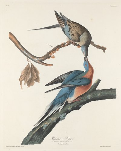 Osobní holub, 1829. od Robert Havell