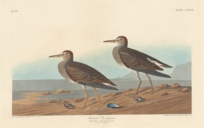 Jespák prsní, 1836. od Robert Havell