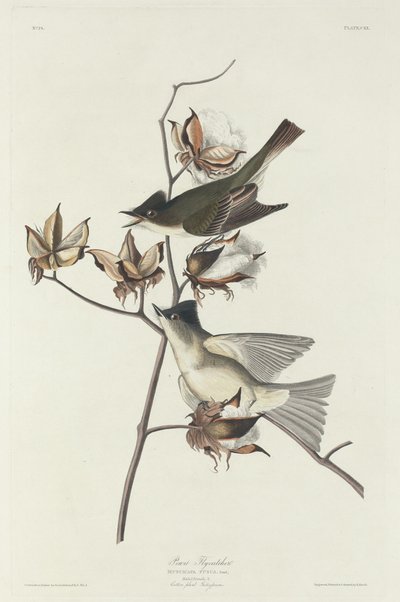 Pewit Flycatcher, 1831. od Robert Havell