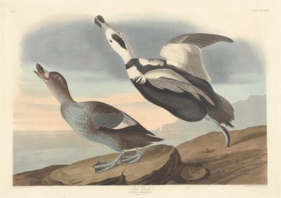 Kachna strakatá, 1836. od Robert Havell