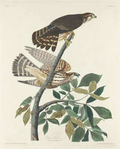 Pigeon Hawk, 1830. od Robert Havell