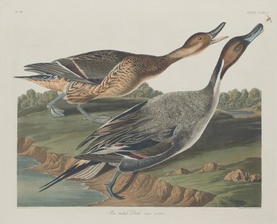 Špendlíková kachna, 1834. od Robert Havell