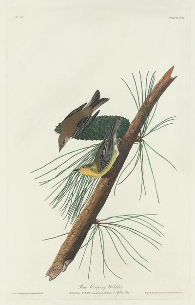 Pine plazivý pěnice, 1832. od Robert Havell