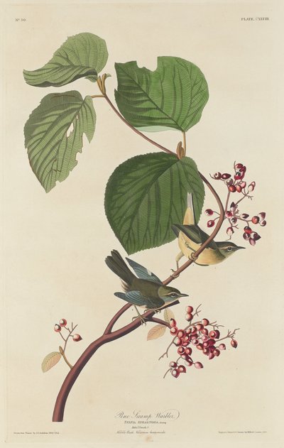 Pine Swamp Warbler, 1832. od Robert Havell